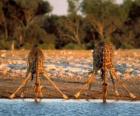 Dois girafas, beber em um lago na savana