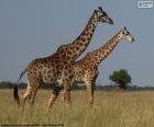 Duas girafas em Savannah