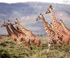 Grande grupo de girafas selvagens em uma área de arbustos