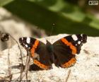 Borboleta em uma rocha