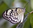 Borboleta em uma folha