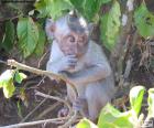 Um jovem macaco entre alguns arbustos