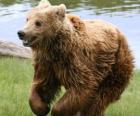 Urso correndo o prado verde