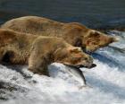 Ursos pesca do salmão