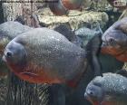 As piranhas são peixes carnívoros de água doce