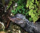 Cabeça de crocodilo esta à espreita duma presa entre as plantas