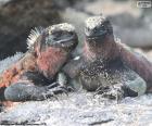 Duas iguanas marinhas