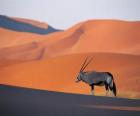 Uma gazela-de-grant com longos chifres nas dunas do deserto