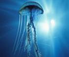 Uma medusa, mães d'água, alforrecas ou água-viva com os seus tentáculos