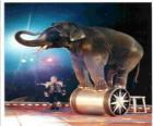 Elefante treinado agindo em um circo andando sobre um cilindro