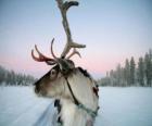 Uma rena de Natal puxando um trenó