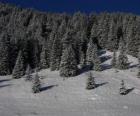 Abetos do Natal em uma paisagem de neve