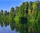 Um rio com o reflexo das árvores na água