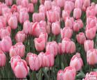 Tulipas cor de rosa, crescidas em um campo