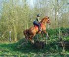 Curso técnico Equestre Concorrência, testa a compreensão entre cavalo e cavaleiro através de vários testes.