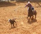 Cowboy ou vaqueiro que monta um cavalo e que trava uma cabeça de gado com o lasso