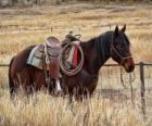 Cavalos de um vaqueiro