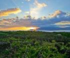 Paisagem da Vinha da Ilha do Pico, Portugal.