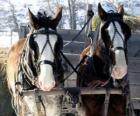 Dois cavalos puxando uma carroça