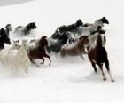 Manada de cavalos correndo na neve