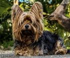 Cachorro Terrier com longos pelos