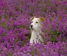 Fox Terrier no campo