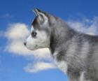 Cachorro, da raça Husky Siberiano