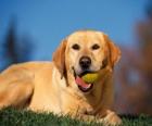 Labrador Retriever, com uma bola na boca