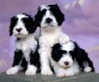Três filhotes de cachorro bonitos