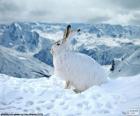 Coelho ou lebre de cor branca no inverno com a paisagem coberta de neve