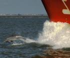 golfinho nadando e pulando na frente de um barco