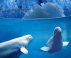 Baleia beluga é uma espécie de vida dentada família Monodontidae no Ártico e subarctic.