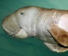 o dugongo é um sirênio herbívoro come algas nas margens do Oceano Índico
