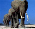 Elefantes caminhando