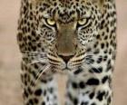 Leopardo