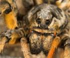 Uma tarântula ou caranguejeira, uma grande aranha, com pernas longas cheias de pelos