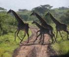 grupo de girafas atravessando uma estrada