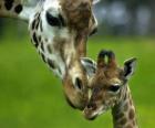 girafa com seu bebê