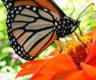 borboleta em uma flor