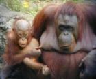 orangotango com seu bebê