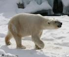 O urso polar ou urso branco é um dos maiores carnívoros terrestres, eles vivem no Ártico