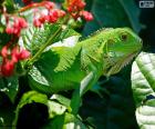 Iguana verde ou iguana comum sua cor permite-lhe ser confundida com a vegetação