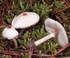 Cogumelos de pé comprido