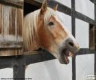 Cavalo cabeça parece fora do estábulo de janela