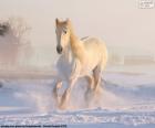 Um magnífico cavalo branco, correndo na neve