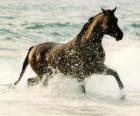 Cavalo trotando sobre o mar