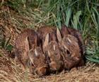 Três coelhinhos esperando por sua mãe
