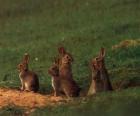 Família de coelhos para fora de suas tocas