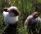 Dois coelhos jovens na grama