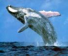Baleia saltou